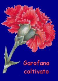 Garofano