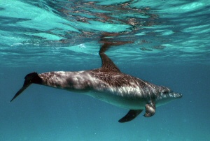 delfino