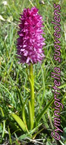 Gymnigritella