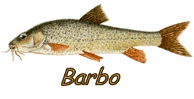Barbo