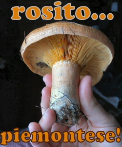 Lactarius deliciosus